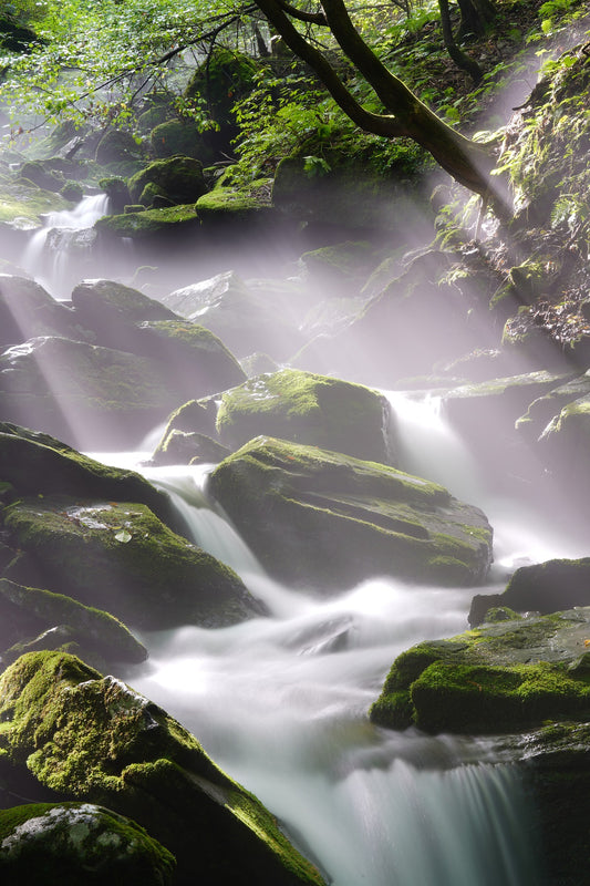 Brook Water Clean Mountain Forest Travel