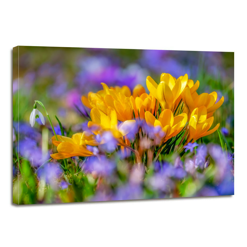 Crocus Flower Blossom Yellow Bloom Flora Canvas Prints Wall Art Home Decor - Canvas Print Sale