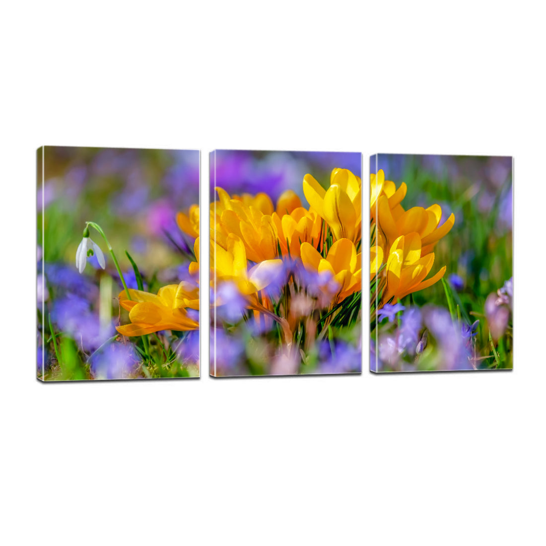 Crocus Flower Blossom Yellow Bloom Flora Canvas Prints Wall Art Home Decor - Canvas Print Sale