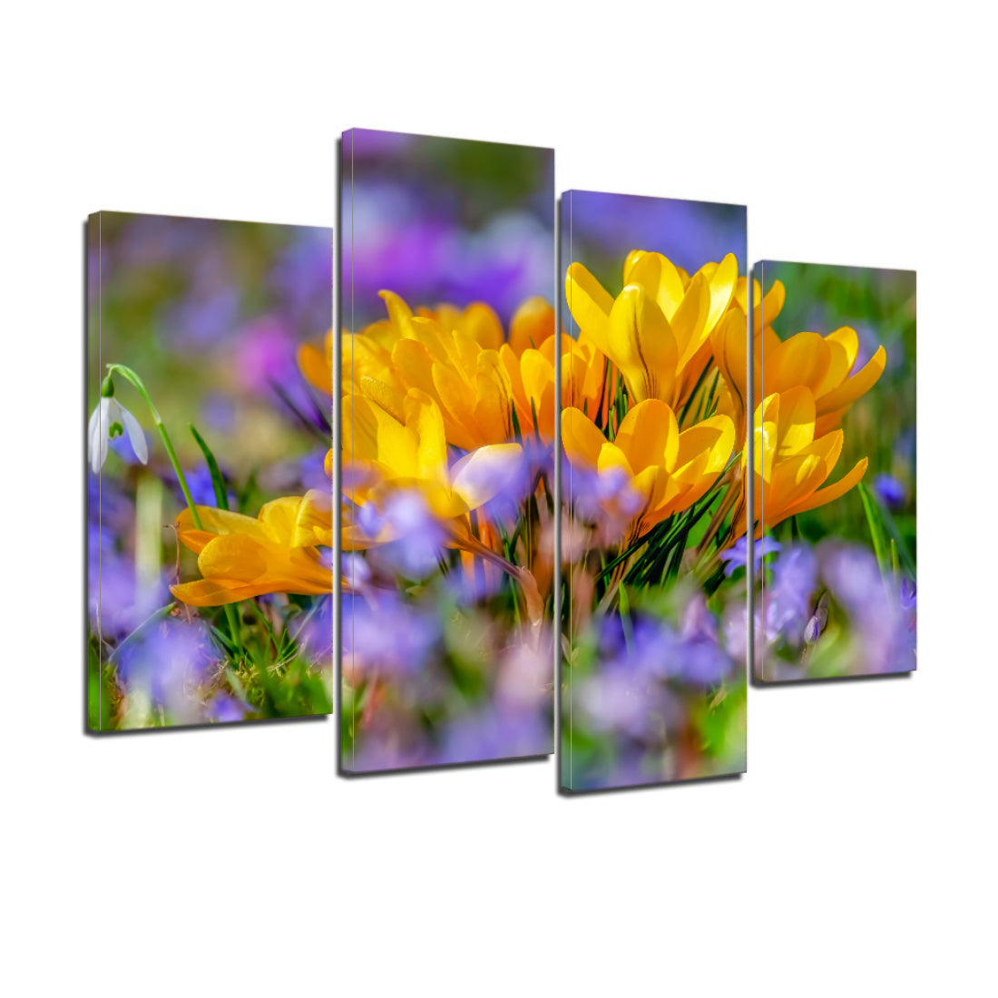 Crocus Flower Blossom Yellow Bloom Flora Canvas Prints Wall Art Home Decor - Canvas Print Sale